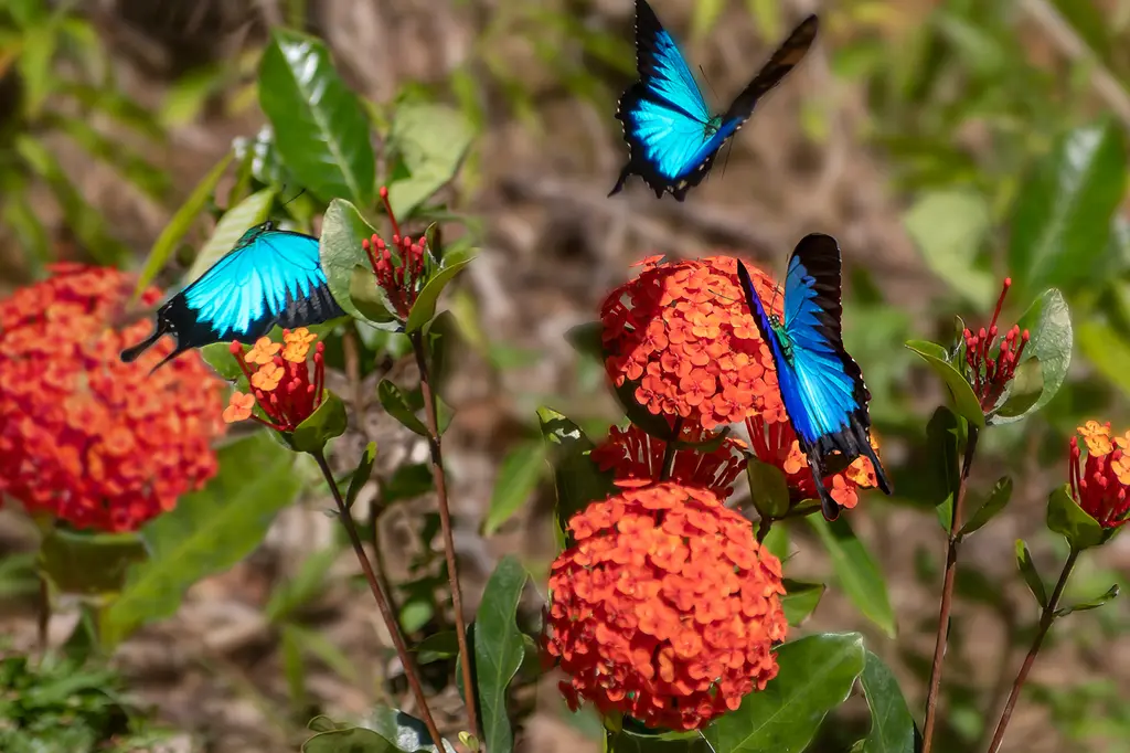 mist at Cape Tribulation image 11