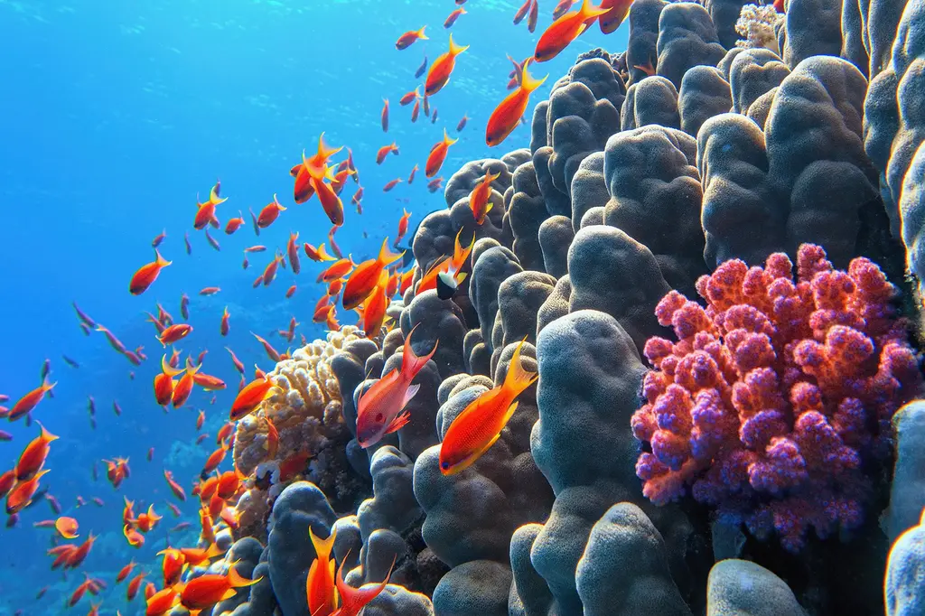 Verandahs Port Douglas image 7